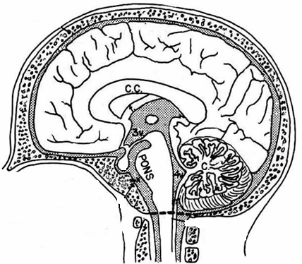 71 2.3.1.5. Medulla Oblongata: Beyin sakının en alt kısmında bulunan medulla oblongata, medulla spinalis ve pons arasında yer alır 46.