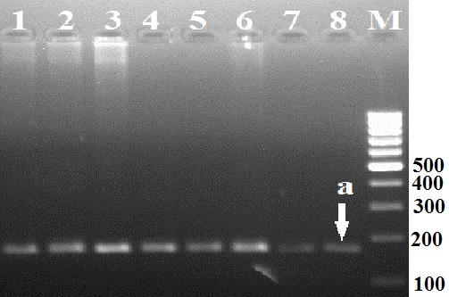 [Akirin 2 Gene Polymorphism in Cattle] Van Vet J, 2016, 27 (3) 123-127 yapan http://www.oege.org/software/hwe-mrcalc.shtml adresinde hesaplanmıştır.