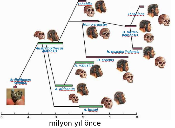 Büyük bir meteorun düşmesi sonucu dinazorlar yok olduktan sonra memeliler hızlı bir