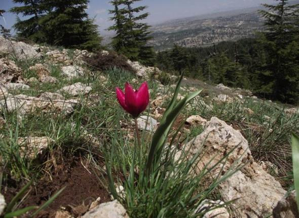 Tulipa cinnabarina K. Perss. Şekil 4.