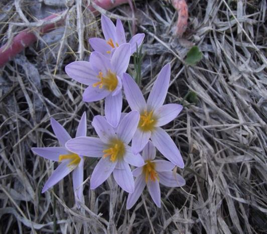 subsp. isauricus (Siehe ex Bowles) B.Mathew Şekil 6.