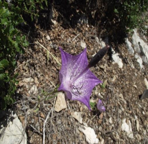 Centaurea kotschyi (Boiss. &Heldr.) Hayek var.