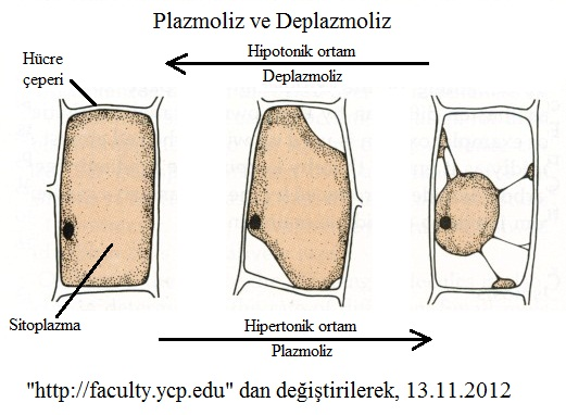 Plazmoliz ve Deplazmoliz Hayvan hücresi (örneğin alyuvar) hipertonik bir ortama koyulursa, hücre su kaybeder ve büzüşür. Bu olaya plazmoliz (plazma bozulması) denir.