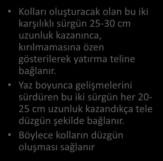 Kolları oluşturacak olan bu iki karşılıklı sürgün 25-30 cm uzunluk kazanınca, kırılmamasına özen gösterilerek yatırma teline bağlanır.