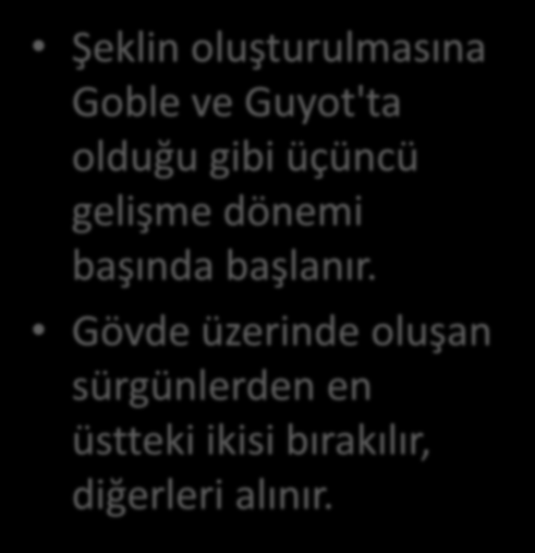 Şeklin oluşturulmasına Goble ve Guyot'ta olduğu gibi üçüncü gelişme dönemi başında