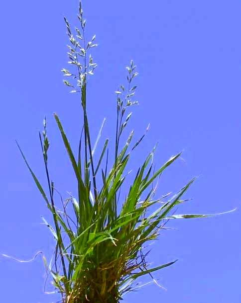 Festuca ovina (Yumak Otu): 1 gr.da 2000 adet tohum içerir.ince yapraklı, sık dokuludur. Tüm festucalarda olduğu gibi yumak oluşturur. Kırsal alan peyzaj onarım çalışmalarında kullanılabilir.