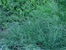 Zoysia japonica(japon çimi, Kore çimi): 1 gr.da 3000-5000 adet tohum bulunur.sürünücü gelişme gösterir.kaba dokuludur. Sık gelişme gösterir. Humuslu topraklarda daha iyi gelişir.dayanıklıdır.