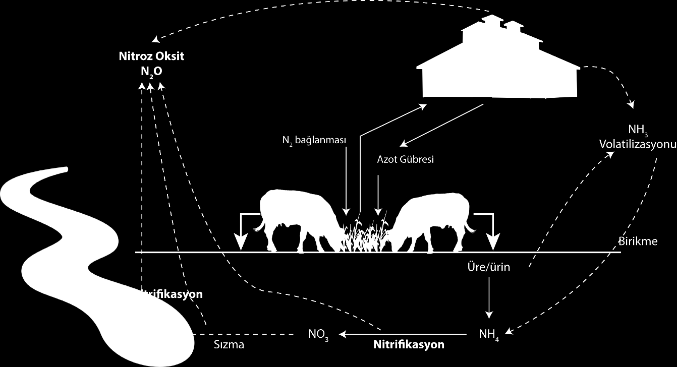 süresine ve gübrenin işlenme türüne bağlıdır. Davidson ın [21] tahminlerine göre 1860 ve 2005 yılları arasında hayvan gübresinin ve azotlu gübrenin sırasıyla 2.0% si ve 2.