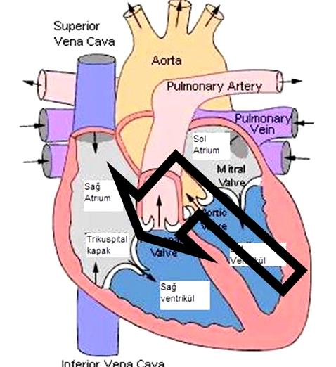 6. Abdomenin palpasyonu. Konjesyona bağlı olarak karaciğer ve dalak gibi organların büyümesinin (Hepatomegali, Splenomegali) ve peritonda sıvı toplanmasının (assit) olup olmadığı belirlenir.