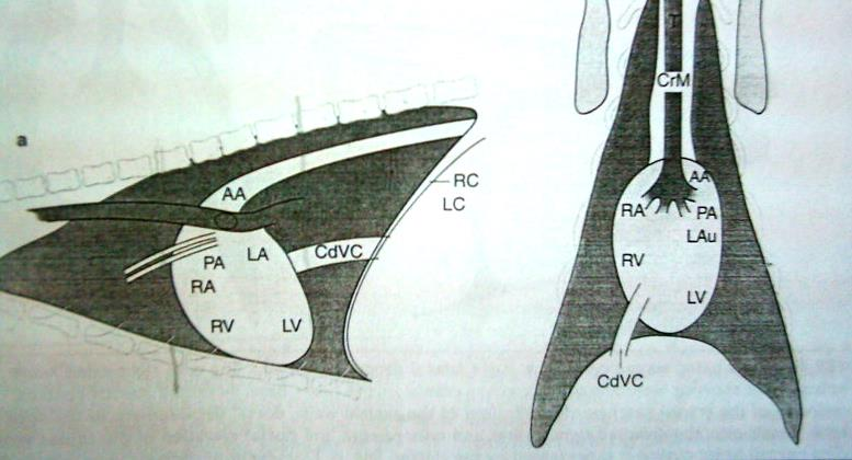 Normal kedilerde göğüs boşluğu ve kalpteki büyük anatomik yapıların LL ve DV çekilmiş röntgendeki görüntüsünün çizimi.