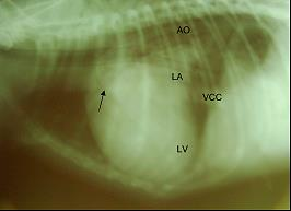 Şekil 7 Sol taraf kalp büyümesi olan bir köpekte göğüs boşluğu ve kalpteki büyük anatomik yapılardaki değişikliklerin gösterildiği sağ L-L ve D-V röntgenlerin çizimi ve L-L röntgeni.