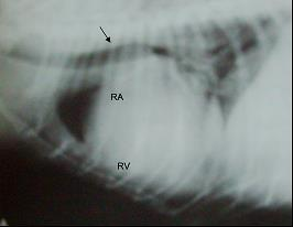 9 Şekil 8 Sağ taraf kalp büyümesi olan bir köpekte göğüs boşluğu ve kalpteki büyük anatomik yapılardaki değişikliklerin gösterildiği sağ L-L ve D-V röntgenlerin çizimi ve L-L röntgeni.
