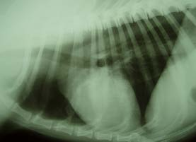 Büyük damarların belirlenmesi Büyük damarların post-stenotik dilatasyonu Konjenital aort stenozu Pulmoner