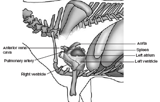 4 Kalbin İnspeksiyonu ve palpasyonu Kalbin apeks atımları thoraxın sol 5.