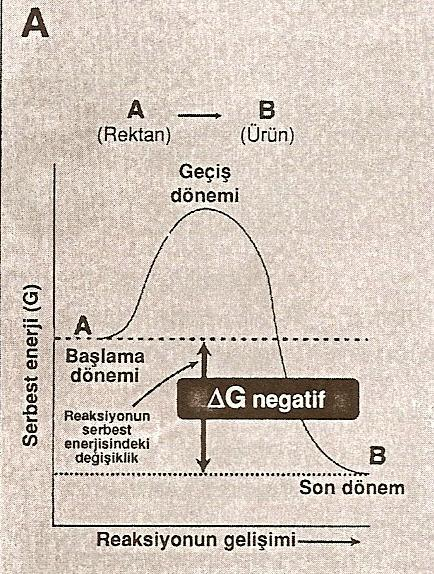 Eğer G negatif bir sayı ise, net bir enerji kaybı vardır ve reaksiyon spontan olarak