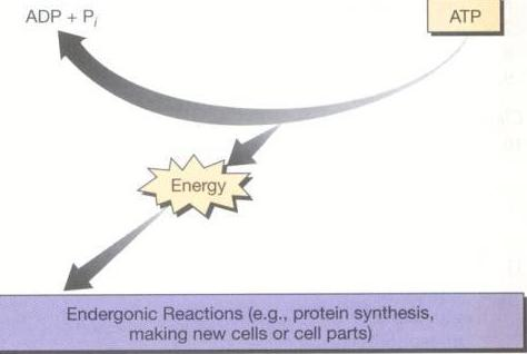 ADP ile Pi tan oluşturulan ATP, daha sonra kimyasal enerjisinin bir kısmını -metabolik ara maddeler ve küçük ön maddelerden makromoleküllerin sentezi,