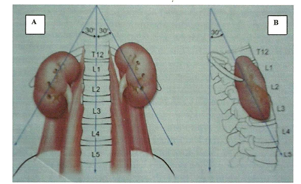 böbreğin de lateral kenarları posteriyor yerleşimlidir. Bu rotasyon sonucu böbreğin ön ekseni ile vücudun ön ekseni 30-50 lik açı yapar (42). (Resim 1.B), Plevra 12.