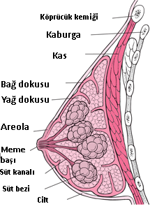 2. GENEL BİLGİLER 2.1. Meme Anatomisi ve Fizyolojisi Meme, kadınlarda süt üretimi için düzenlenmiş farklılaşmış bir ter bezi, tubuloalveolar bir bezdir.