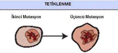 Şekil 2.5. Kanser hücrelerinin gelişimi Kanser hücresinin temel özelliklerinden birisi klonalite olması yani tek bir hücreden çoğalmasıdır.