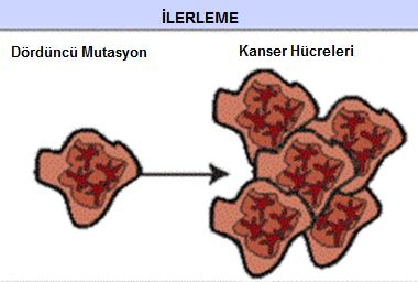 Ancak başlangıçtaki bu ilk hücre sonuçtaki kanserli hücrenin tüm özelliklerini taşımaz, çünkü her bölünme sırasında kanser hücresinde yeni değişiklikler meydana gelmektedir.