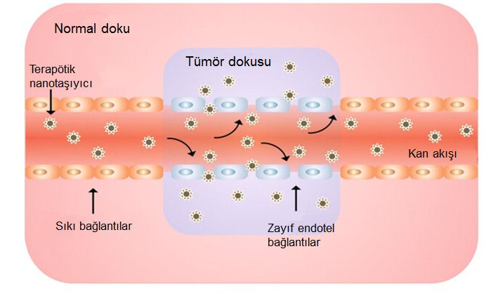 sunmaktadır. Kanser nanoteknolojisinde, nanopartiküler sistemlerin ilaçların taşınması ve hedeflendirilmesinde kullanılması klinikte en heyecan verici yeni yaklaşım haline gelmiştir [14