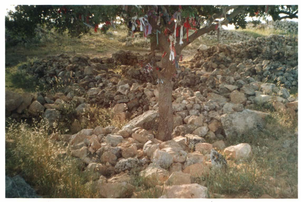 FOTOĞRAFLAR Foto 1: dallarına dilek tutularak çaput bağlanmış ağaç (Bünyamin Borazan, Şanlıurfa ve
