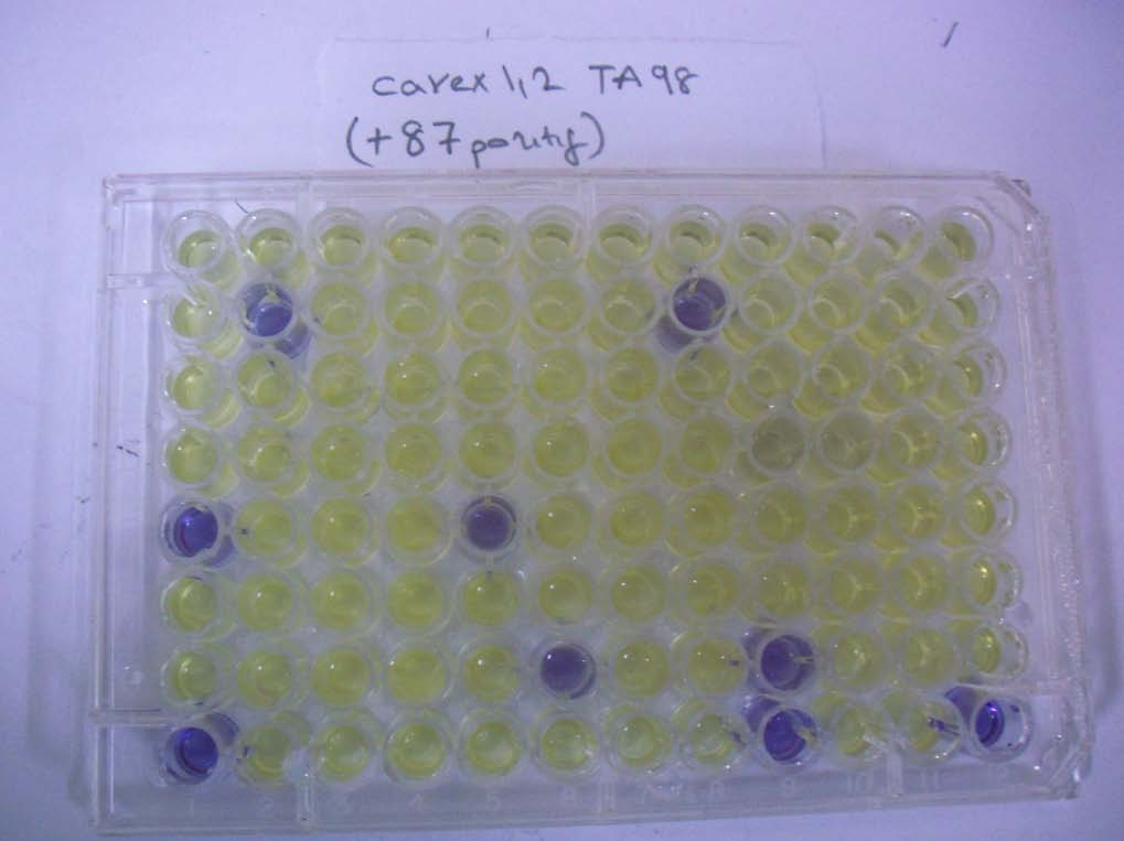 88 Resim 4.10 Cavex TA98 suşu 40 mg Test Plak (S9-) (87 kuyucuk pozitif) 4.