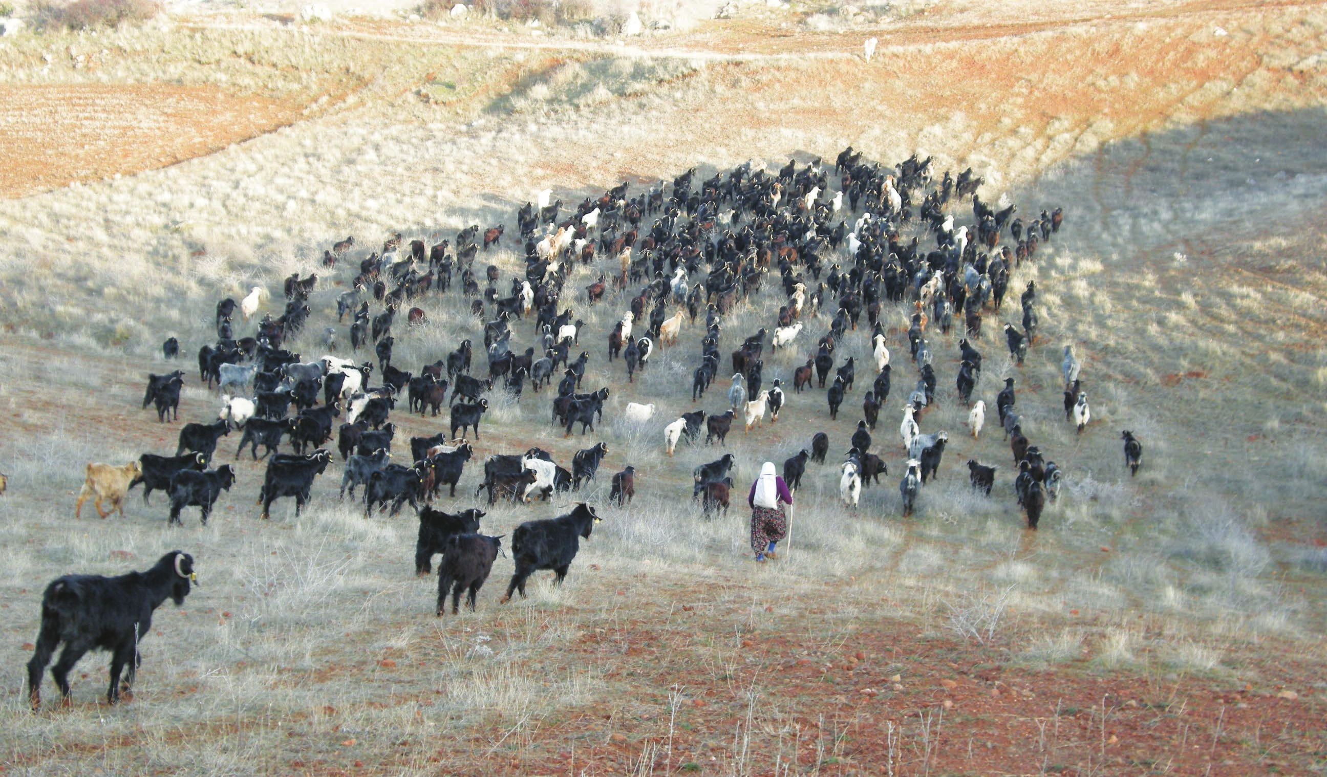 Afyonkarahisar Teke yöresi bir kültürdür. Ve bu kültüre adını veren keçidir. Keçi gittiği taktirde bu kültür de kaybolacaktır.