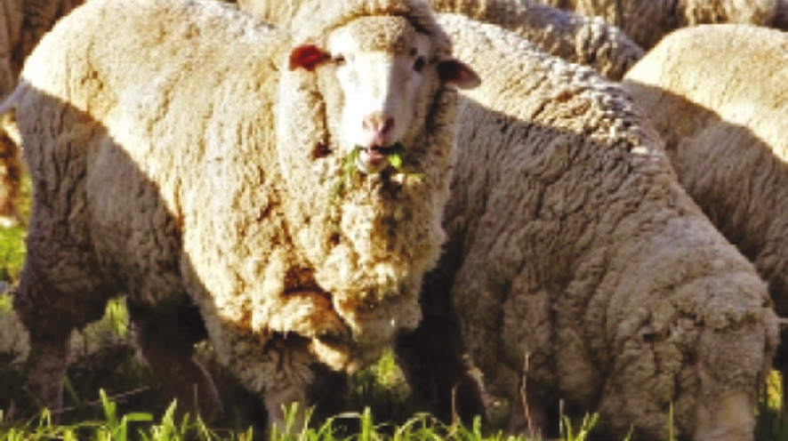 yetiştiricilere yönelik eğitim çalışmaları yapması. Birlikler bünyesinde çalıştırılan Veteriner Hekim ve Ziraat Mühendisi Zooteknistlerin istihdamı sağlanmalıdır.