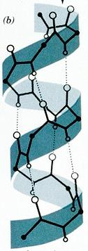 6 aminoasit içeren yapılardır (Şekil 7). Hidrojen bağları ile stabilize hale getirilir. Sarmalın her dönüşünde bir hidrojen bağı bulunur.