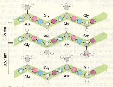 Yine peptid bağını oluşturan hidrojen ve oksijen atomları hidrojen bağını oluştururlar. Alfa helix yapıda olduğu gibi beta katlanmış tabaka yapısı da düzenli bir yapıdır.