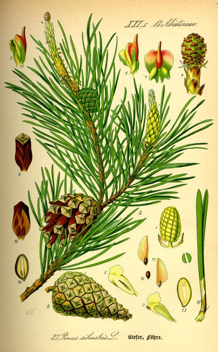 Pinus