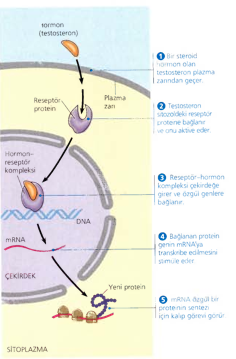 Hücre içindeki reseptör ile