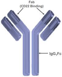 Epratuzumab CD 22 ye karşı Humanize IgG1 mab Matur B