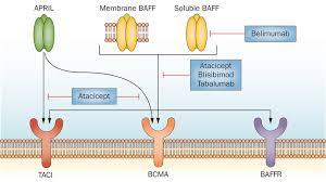 Blisibimod Human IgG1 Fc domainine