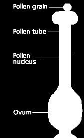 POLEN