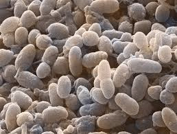Sirke örneklerinde bakterilerin canlı kalma durumları: Tryptone soy broth da geliştirilmiş (24 saat) bakteri kültürleri sirke örneklerine inokule edilmiştir (10 5 kob/ml).