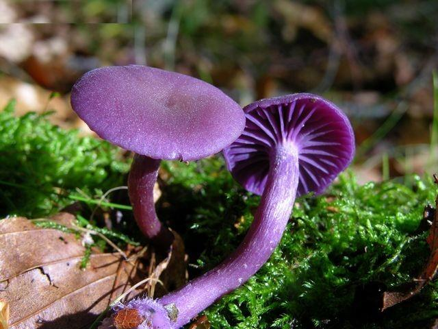 Laccaria amethystina