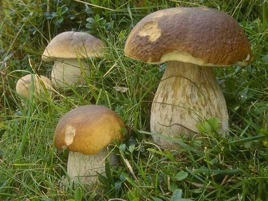 Boletus aerus