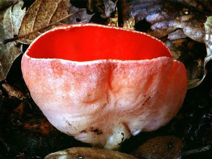 Sarcoscypha coccinea