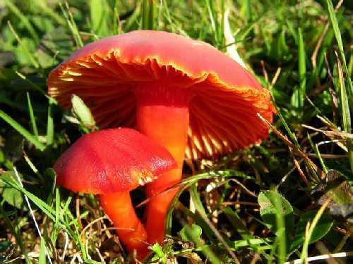 Hygrocybe coccinea (balmumu mantarı)