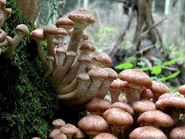 Armillaria ostoyae