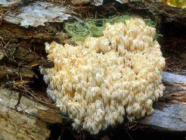 Hericium