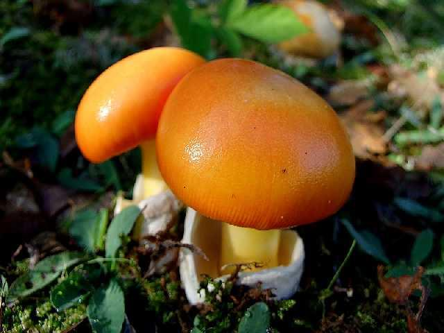 Amanita caesarea