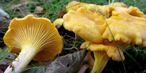 Boletus edulis Cantharellus