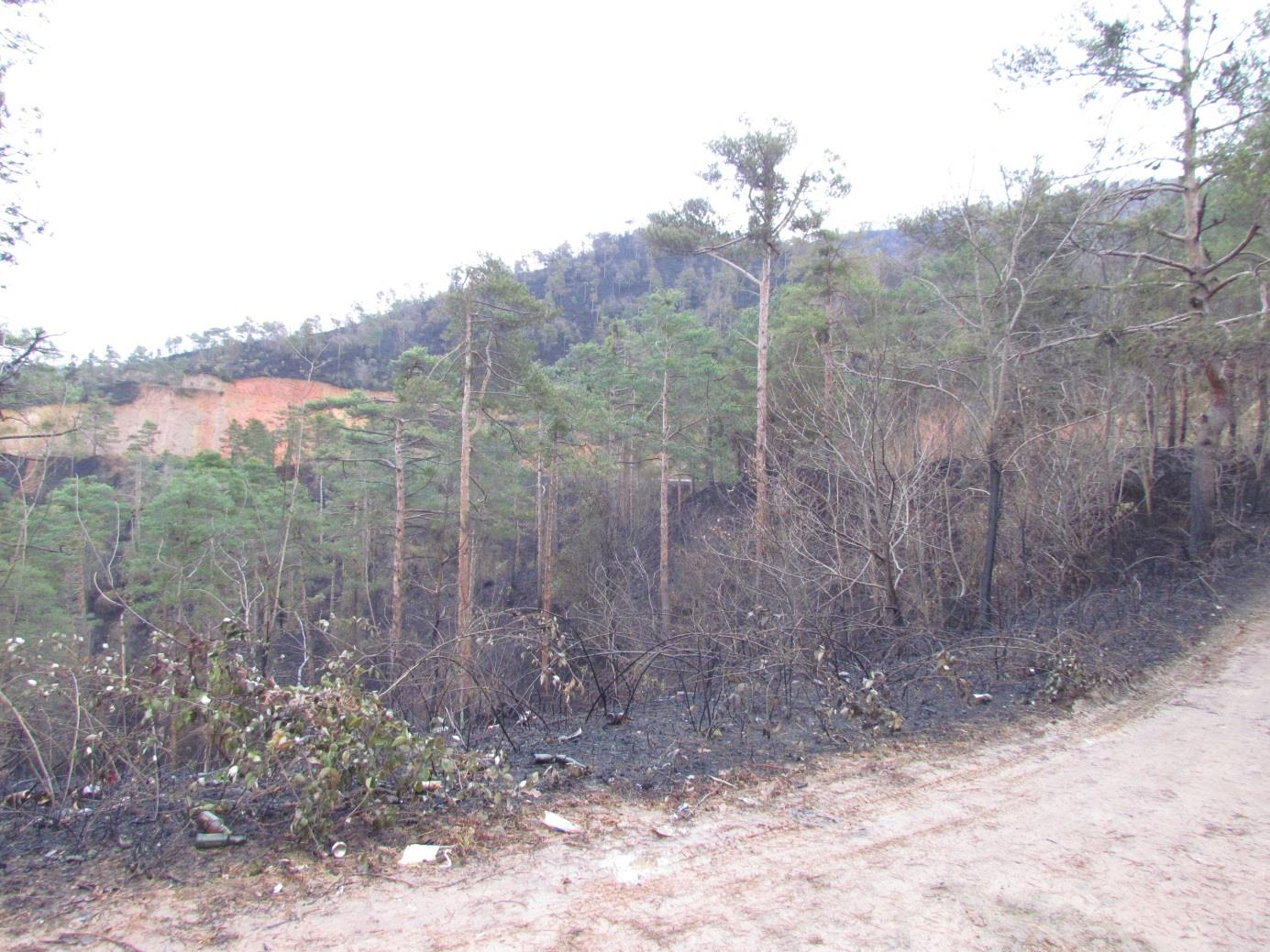 Ladin (Picea orientalis(l.) Link.) ve Sarıçam (Pinus silvestiris L.) türlerinin denizden itibaren 400 m yükseltiye kadar doğal olarak yetişmiş olması, alana ayrı bir özellik katmaktadır.