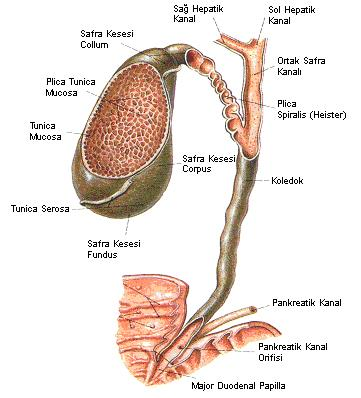 5 Şekil 2.1. Safra kesesi ve safra yolları anatomisi (25) 2.2. Fizyolojisi Safra, karaciğer tarafından sürekli olarak salgılanır ve safra kesesinde depo edilir ve duodenuma akar (22,26).