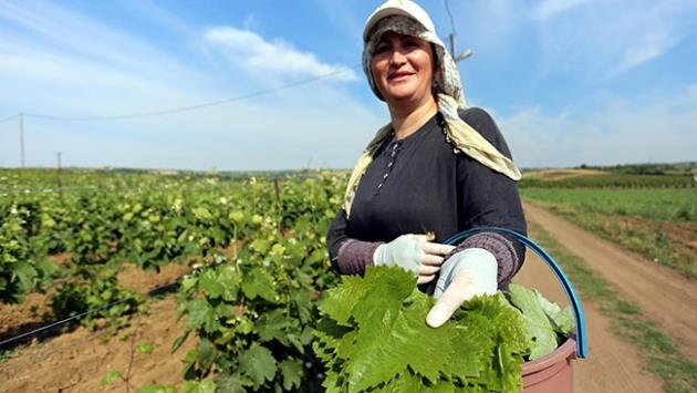 Salamura Yapraklarda Kalite Üzerine Etkili Faktörler Çeşit seçimi: Yaprakların ince, az tüylü ve mümkün olduğunca dilimsiz bütün şekilli olması makbuldür.