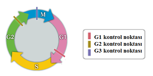 Hücre döngüsü, döngüye özgü bir takım proteinler olan siklinler, serin/treonin proteinkinaz ailesinden olan siklin-bağımlı kinazlar (SBK) ve siklin-bağımlı kinaz