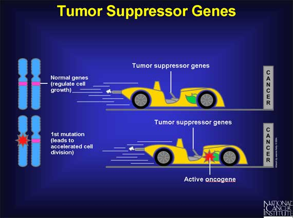Onkojenler aktive olduklarında, hücre proliferasyonunu indüklerken, tümör baskılayıcı genler aktive olduklarında hücre proliferasyonunu engellerler, yani fren oluştururlar.